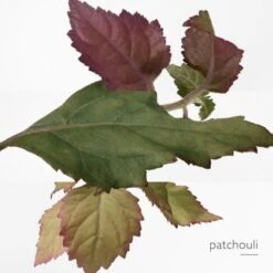 Hermès Elixir Des Merveilles Eau De Parfum -PARFUMS Soldes eau merveille edp 5