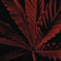 Guerlain Habit Rouge L'Instinct Eau De Toilette Intense -PARFUMS Soldes habit rouge l instinct eau de toilette intense 3