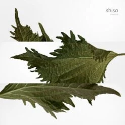 Terre D'Hermès Parfum -PARFUMS Soldes terre hermes parf 1 7